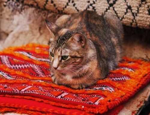 La Signification de Tazerzit : Exploration d’un Symbole Culturel Amazigh